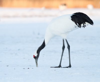 Japan 2011 -- Red Crown Cranes