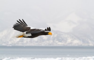 Japan 2011 -- Sea Eagles, Hawks, and Owls