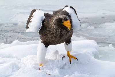 JapanEagles-15.jpg