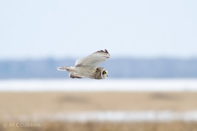 Japan 2011 -- Sea Eagles, Hawks, and Owls