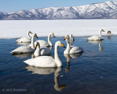 Japan 2011 -- Whooper Swans