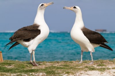 Midway Atoll 2011