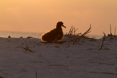 Midway Atoll 2011