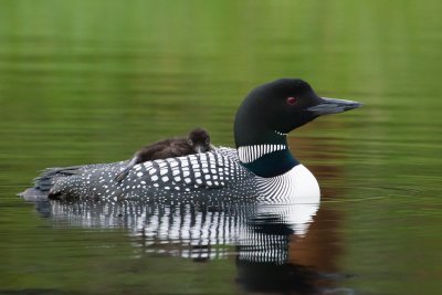 Loon and Chick.jpg
