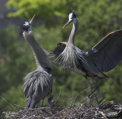 Parents share parenting.  Greeting dance when male returns to stay with chicks