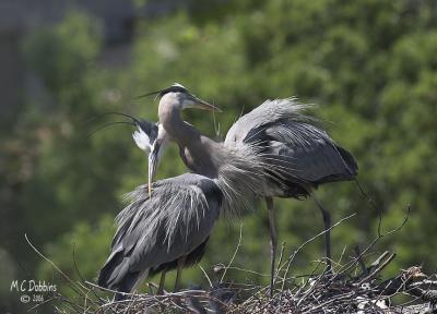 Male  reaches around females neck to touch her back