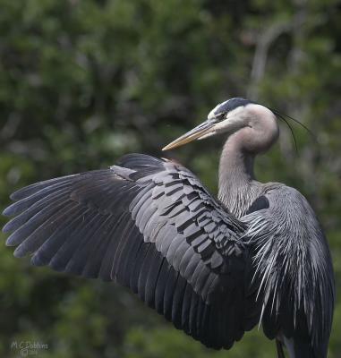 Preening