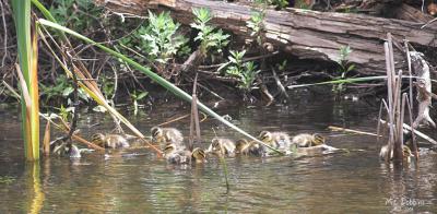 New ducklings