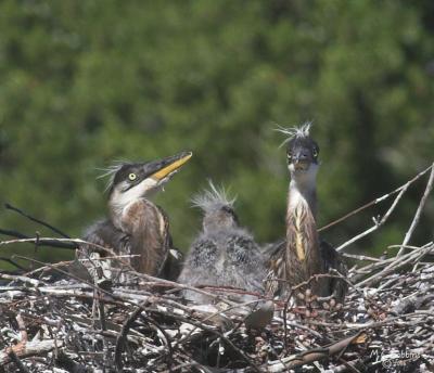 Three Amigos in Nest 2