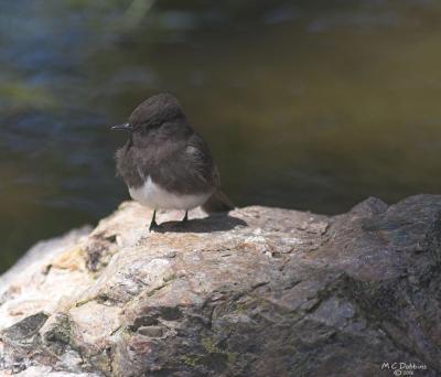 Black Phoebe