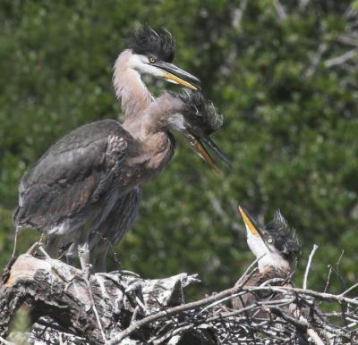 Lecturing the Youngest Chick