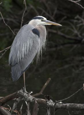 Male at Lake.  Taking a break from the kids