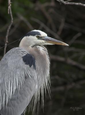 Profile of Male