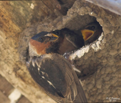 Cliff Swallow