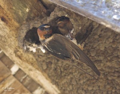 Cliff Swallow