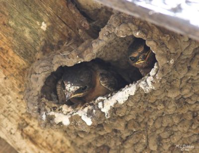 Cliff Swallow babies
