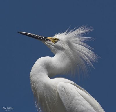 Snowy Egret