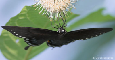 Spicebush Swallowtail