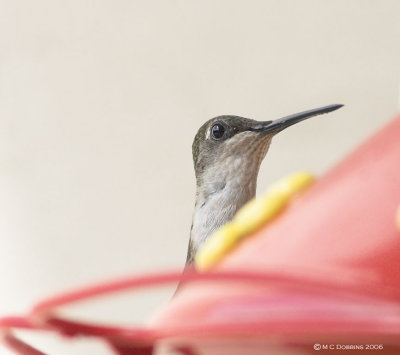RubyThroat peeping over feeder at me