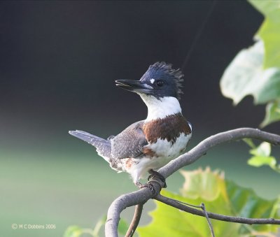 Kingfisher, juvenile