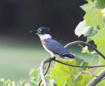 Kingfisher, juvenile