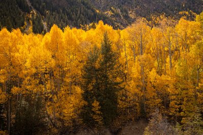 Colorado-Fall-0225.jpg