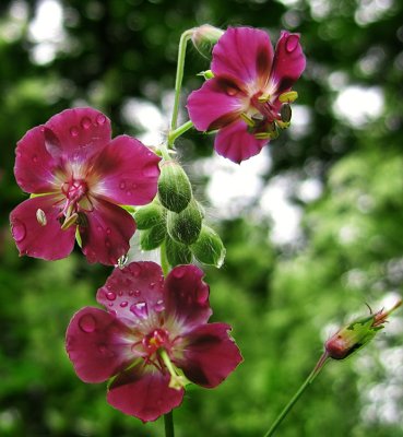 wildflowers
