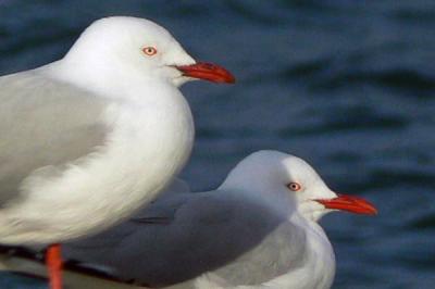 North Sydney seagulls.jpg