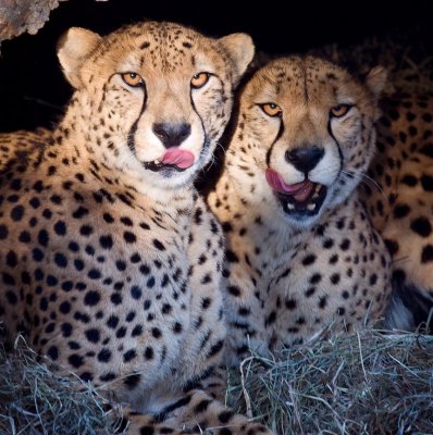 Cheetas3.jpg