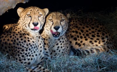 Cheetas1a.jpg