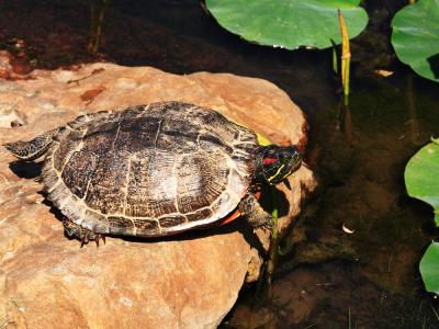 Friendly Turtle--Meadowlark Gardens