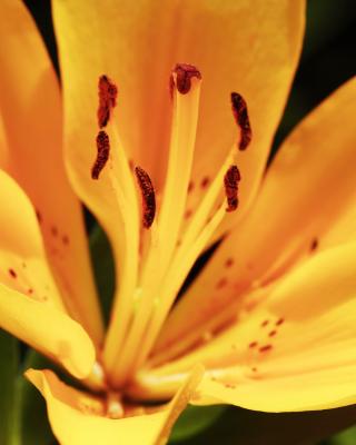 Lily--Meadowlark Gardens