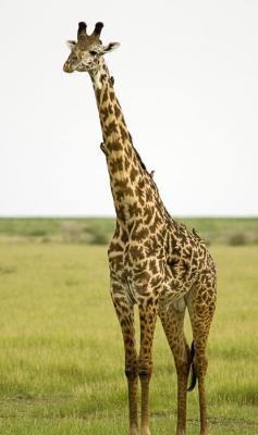 Giraffe1.jpg