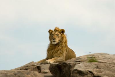 Lion9.jpg