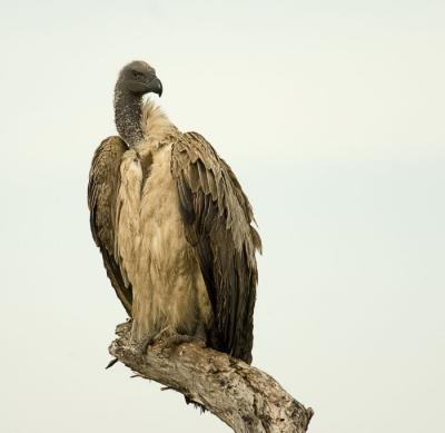 Vulture1.jpg
