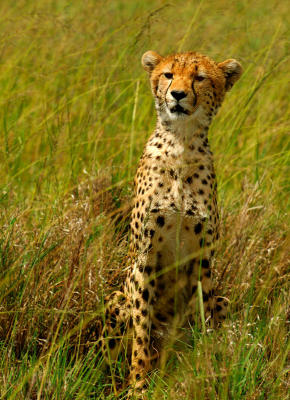 Cheetah.jpg
