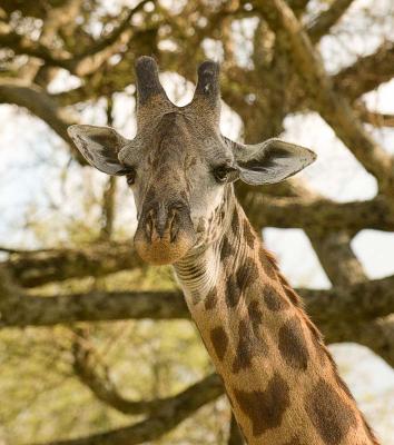 Giraffe6.jpg
