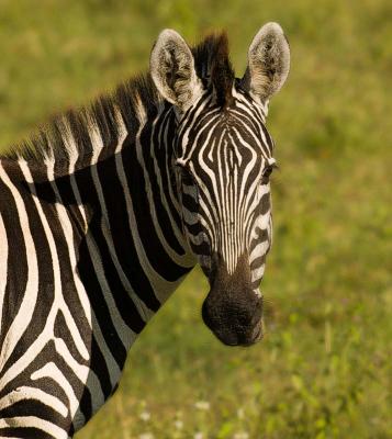 Zebra2.jpg