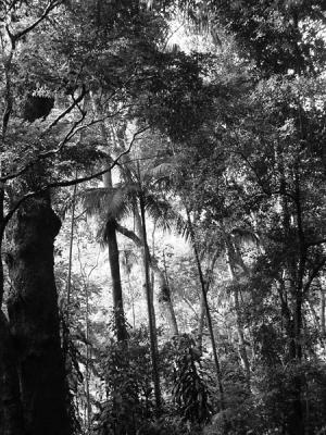 A Floresta em Preto e Branco