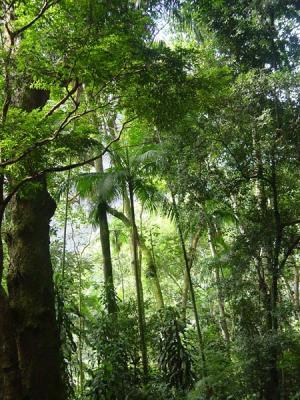 A Floresta em Spia