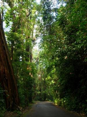 O caminho da Floresta
