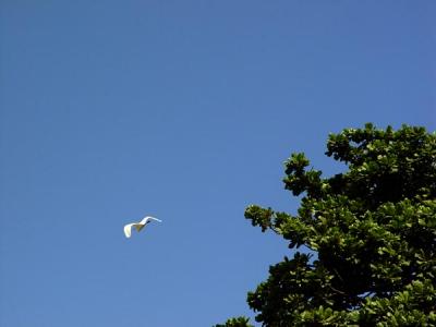 O Que se passa no Cu da Praa Paris