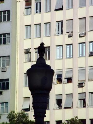O pombo na lamparina