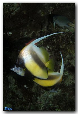 Red sea - Eilat (March 2011)
