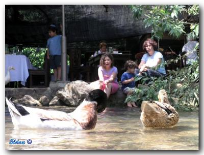 Zffat May_2006