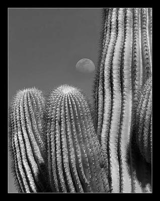 Saguaro_filtered.jpg
