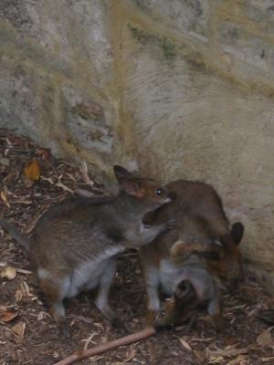 Aus2004143_4316.JPG