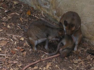 Aus2004143_4317.JPG