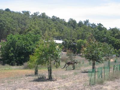 Aus2004143_4351.JPG