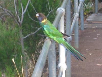 Aus2004145_4548.JPG